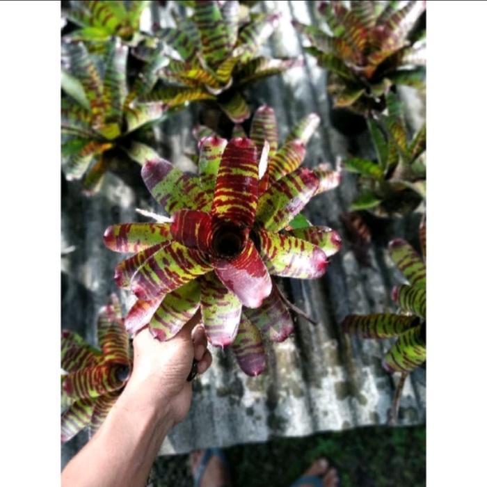 SALE bromelia toucdown tiger/high voltage TERMURAH