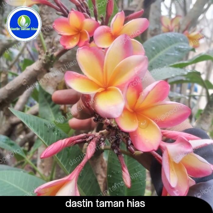 POHON KAMBOJA TRI COLOR BUNGA SEPERTI GAMBAR TINGGI 180CM ATAU 2 METER