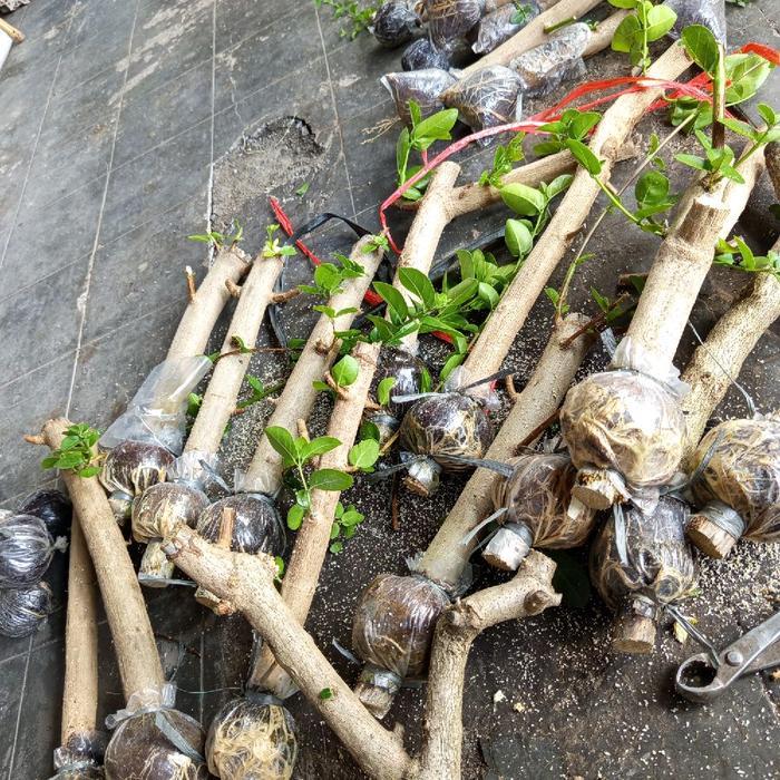 Sancang Bibit/Bahan Bonsai Hasil Cangkok Tanaman