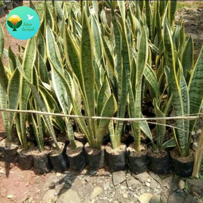 tanaman sansivera rimbun + pot dan media tanam pohon lidah mertua Daun