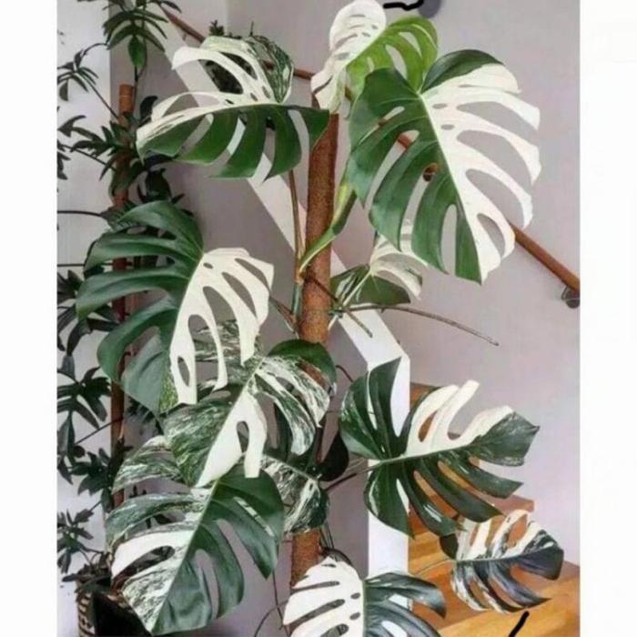 Monstera king variegata bibit/Batang monstera variegata king