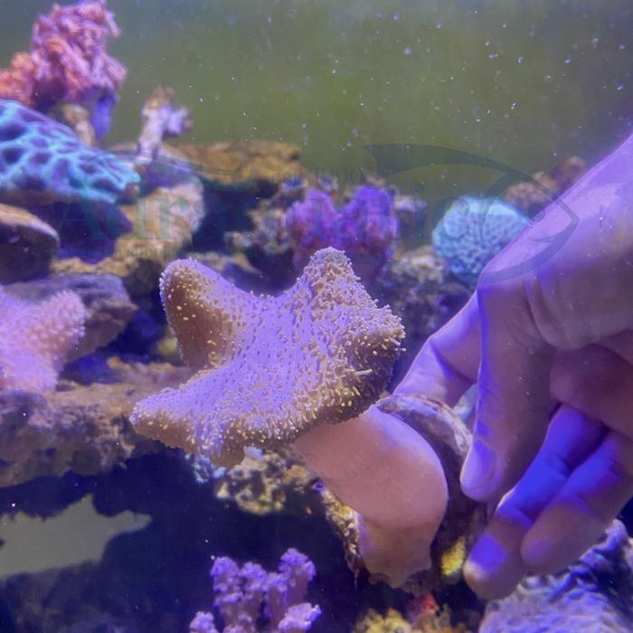 PAYUNGAN HIASAN TERUMBU KARANG CORAL TANAMAN AIR LAUT