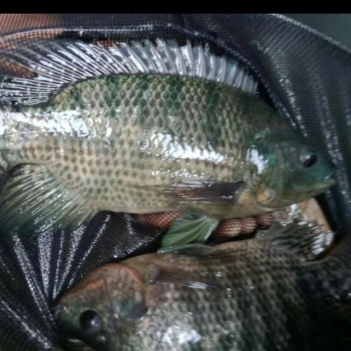 Ikan nila hitam segar dari hidup