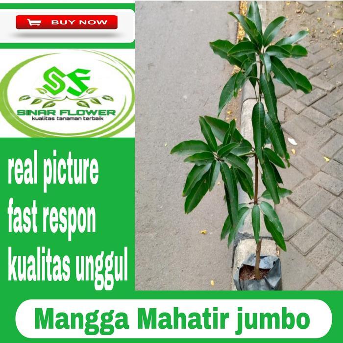 benih pohon mangga Mahatir jumbo/pohon buah/bibit mangga Mahatir jumbo