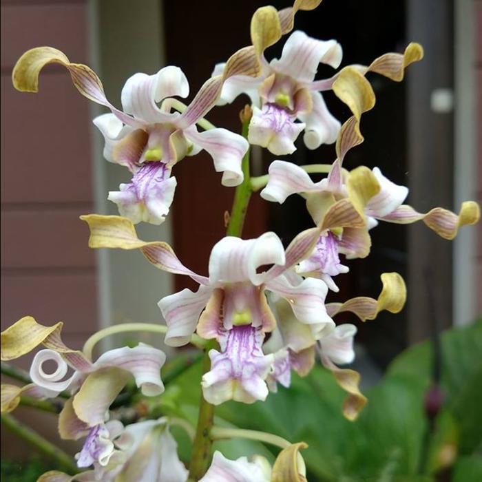 [ DEWASA ] Anggrek Besi Sulawesi Dendrobium pseudoconanthum Jungle Plant Unik & Langka