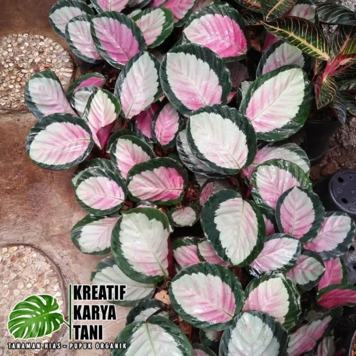 Tanaman hias calathea pink rossy - Calathea Pink Rossy