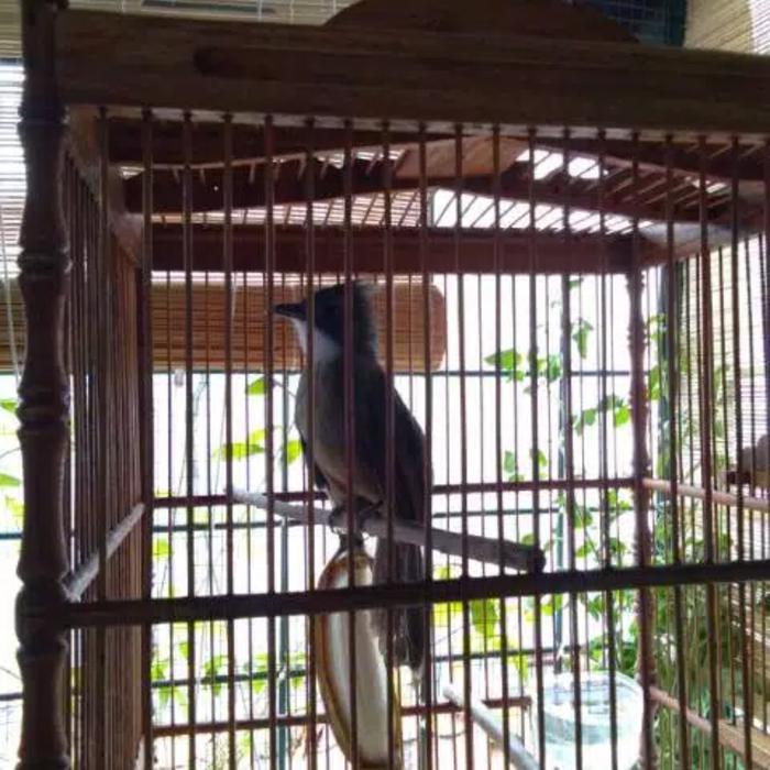 burung kapas tembak betina masteran murai kacer dll