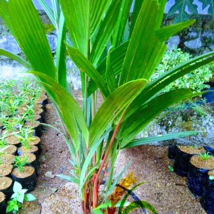 TANAMAN PALEM MERAH RIMBUN