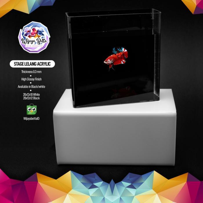 Stage Lelang Cupang Acrylic - Putih