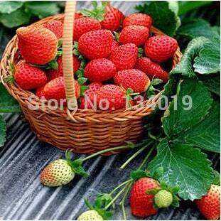 Benih Biji Strawberry Merah Manis Import