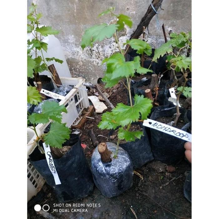 Bibit Anggur Impor Moondrop / Sweet Saphire