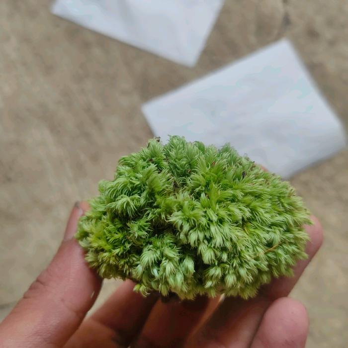 ornamen sintetis batulavarock moss