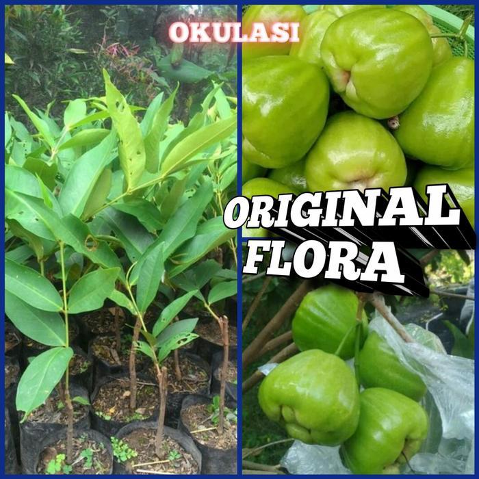 "New" Bibit Jambu Air Kiojok Tanaman Jambu Pohon Jambu Kiojok Manis