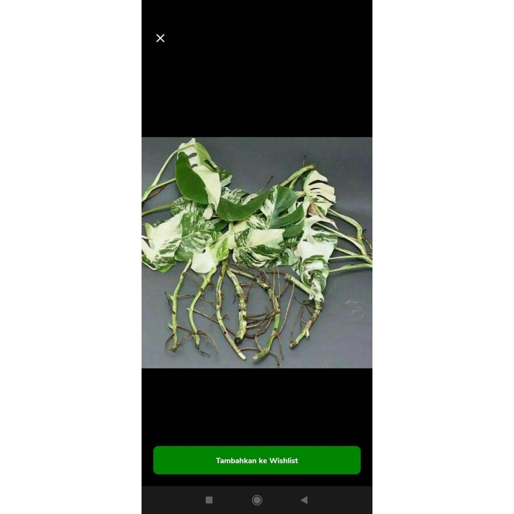 Bonggol monstera deliciosa varigata