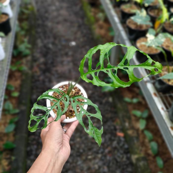 monstera obliqua peru