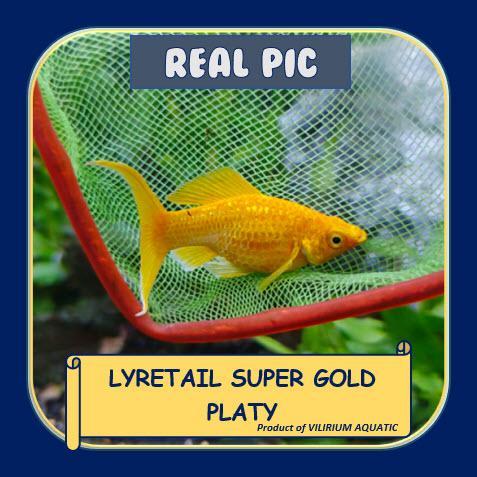 IKAN HIAS AIR TAWAR - PLATY SUPER GOLD EKOR CAWANG / PLATY SUPER GOLD EKOR SABIT / LYRETAIL SUPER