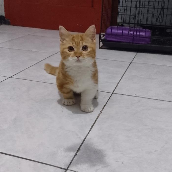 8787FGHF kucing Munchkin BSH Oren / kucing cebol British shorthair / kucing kaki pendek Brittish