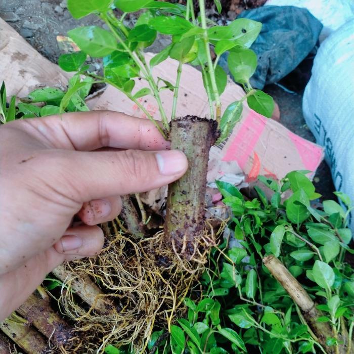 ORIGINAL bahan bonsai stek sancang dapet 3 ng READY STOCK