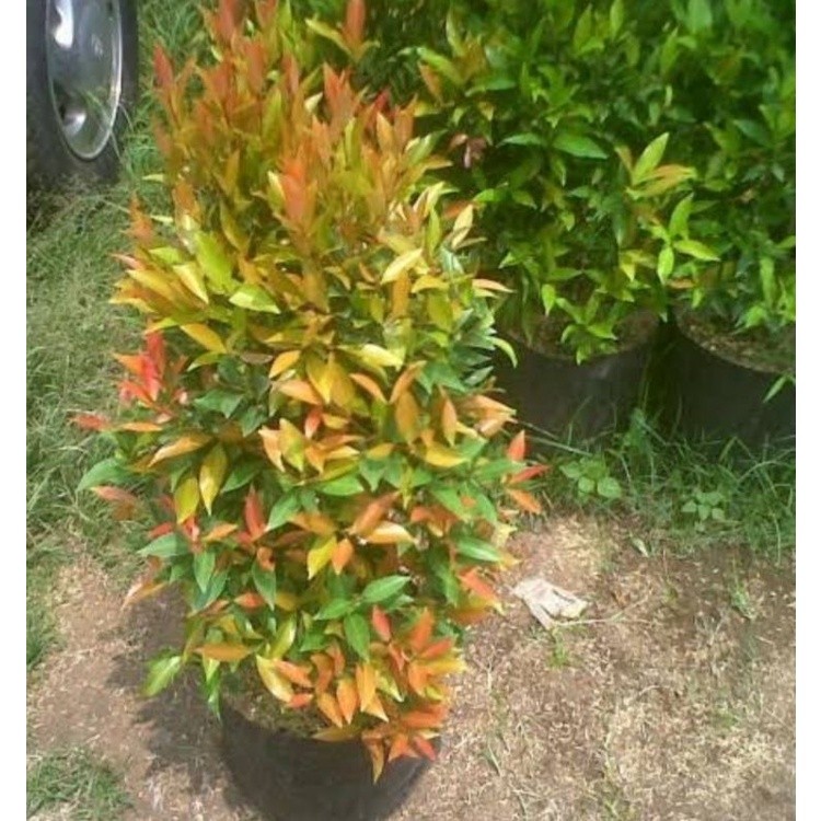 Pohon Pucuk Merah 80 cm UP - Tanaman Pagar Alami - Bibit Pucuk Merah Besar Rimbun Murah - Tanaman Ou