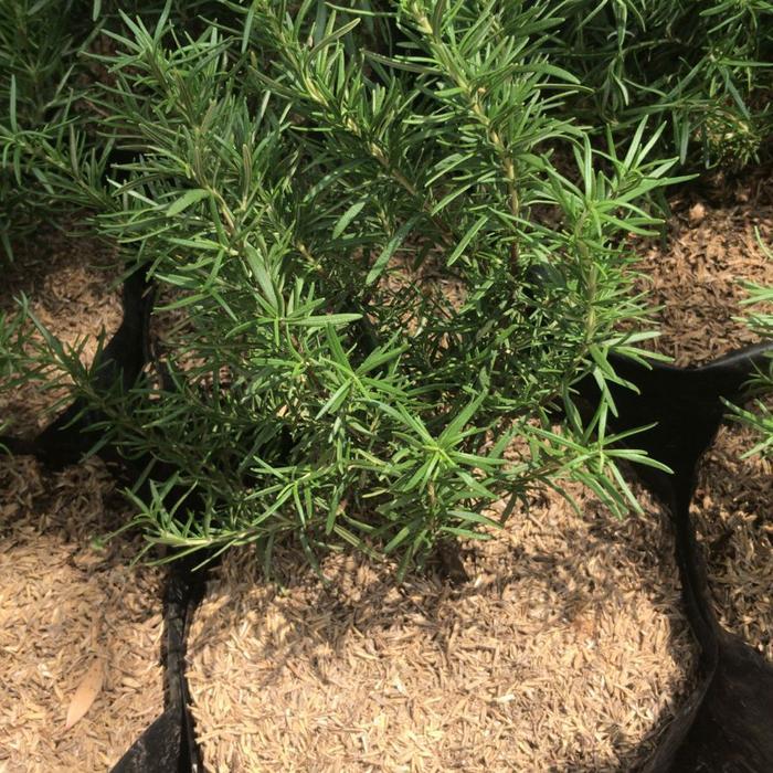 GARDEN" TANAMAN ROSEMARY RIMBUN/ POLYBAG BESAR