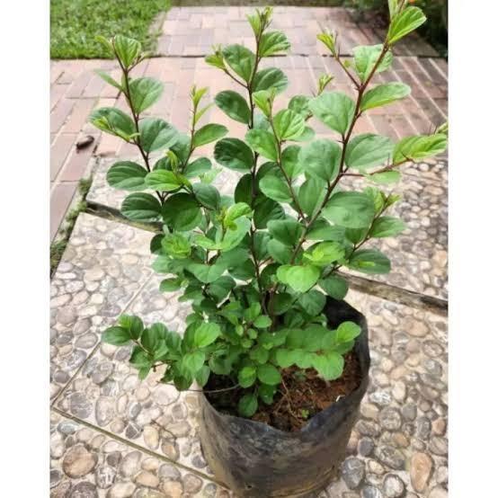 TANAMAN POHON BIDARA ARAB SIDIR - TANAMAN DAUN BIDARA ARAB ASLI