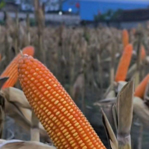 TERLARIS Benih Jagung BISI 79 1 KG polos Bertas Super Unggul Tahan Hujan & Angin Kencang Hasil