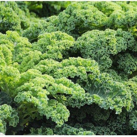 25 BENIH BIBIT KALE GRUNER / KALE KRITING IMPORT - BIBIT SAYURAN BENIH SELADA PAKCHOY BAYAM