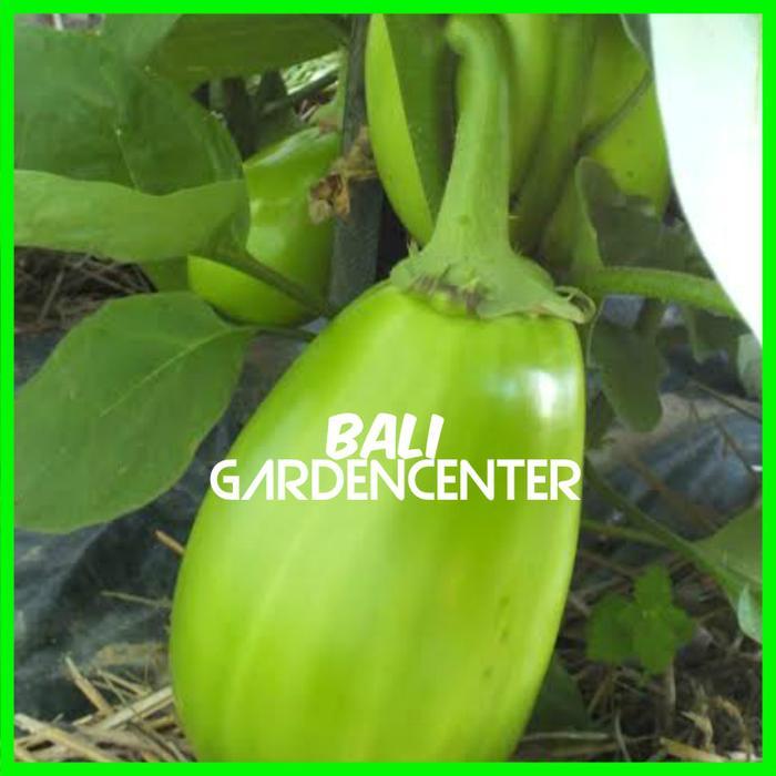 BENIH BIJI TERONG PONDOH HIJAU - TERONG PONDOH UNGGUL