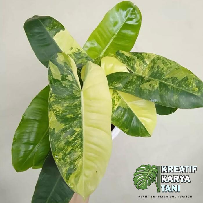 Tanaman hias burlemax varigata - Burlemax variegata - Brekele varigata