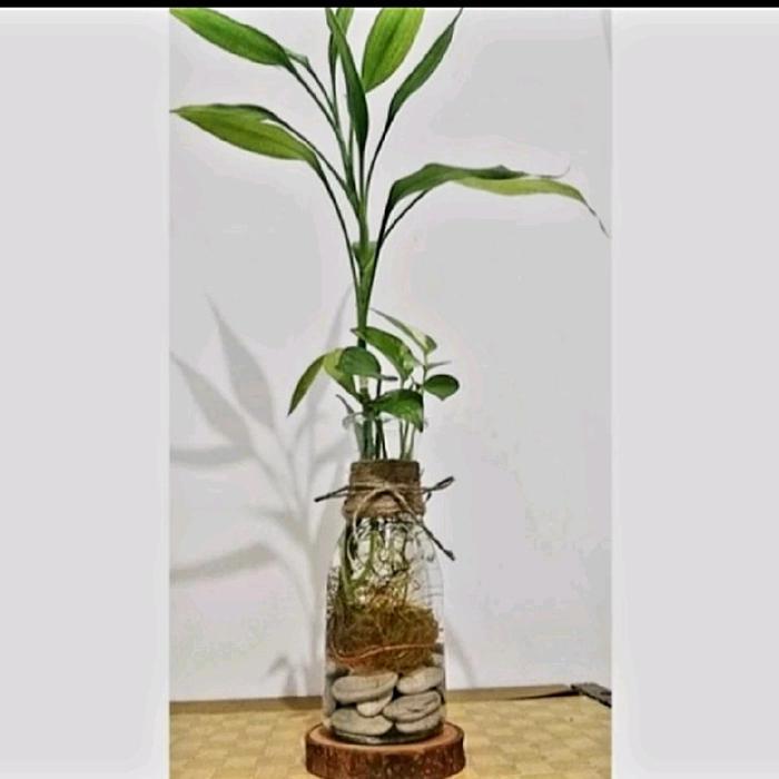 "New" Vas Bunga Kaca Bening Tinggi Besar Minimalis Aesthetic / Vas Kaca Tabung Bunga mawar Sedap