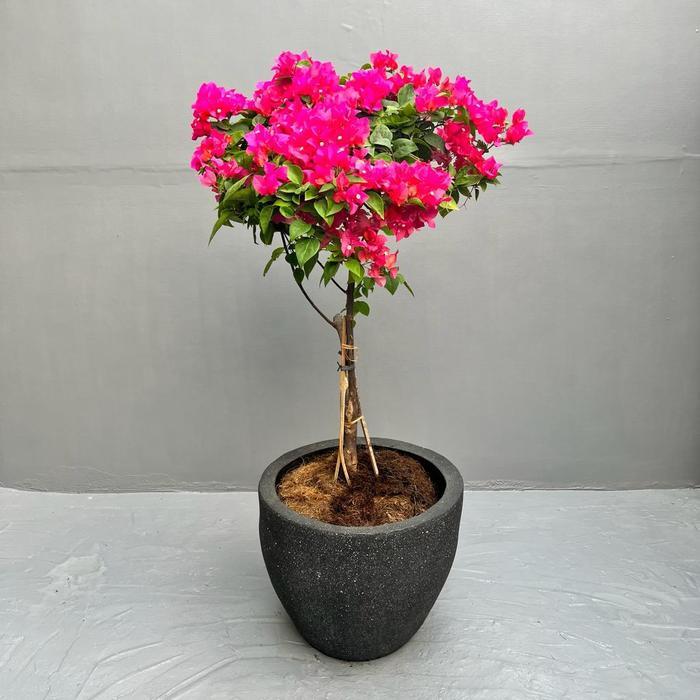  Tanaman Hias Bunga Bougenville Merah - Pohon Bougenville