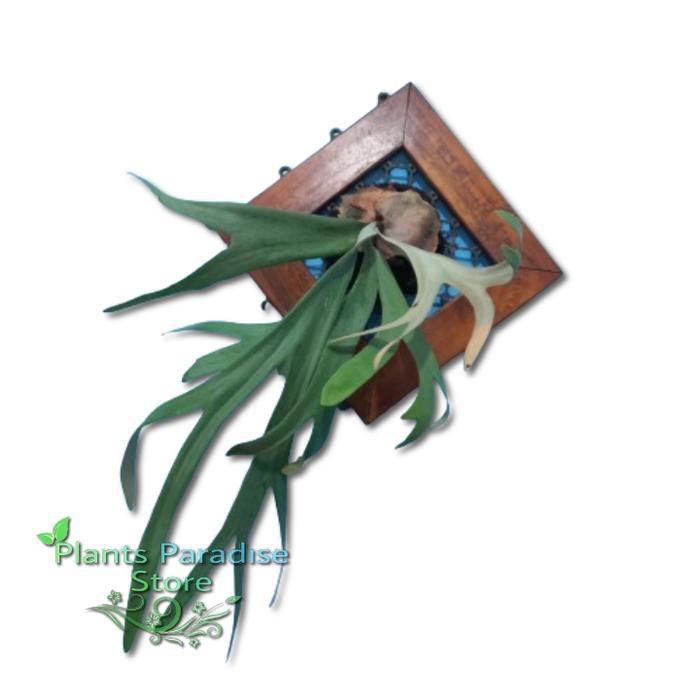 Tanaman Platycerium 'Bifurcatum' - Kadaka Paku Tanduk Rusa + Frame / Tanaman Hias Dinding Kadaka