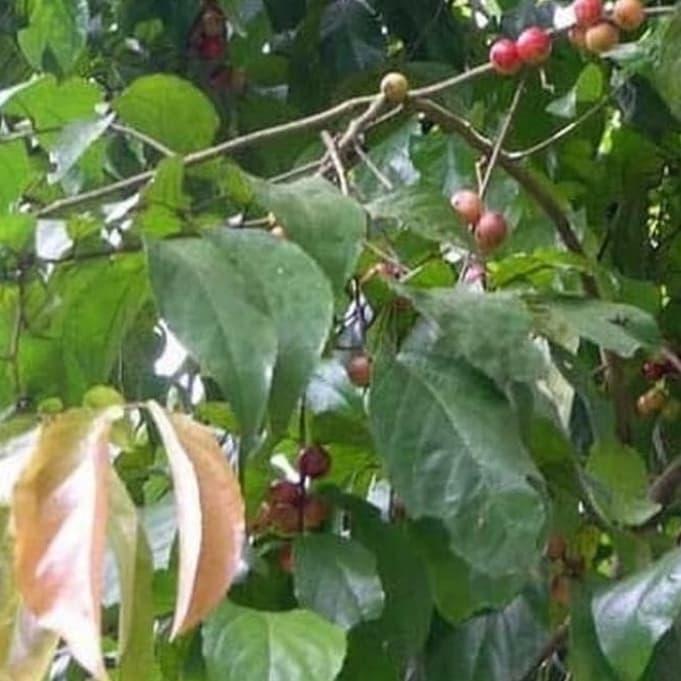 bibit pohon buah Rukem hasil cangkokan cepat berbuah