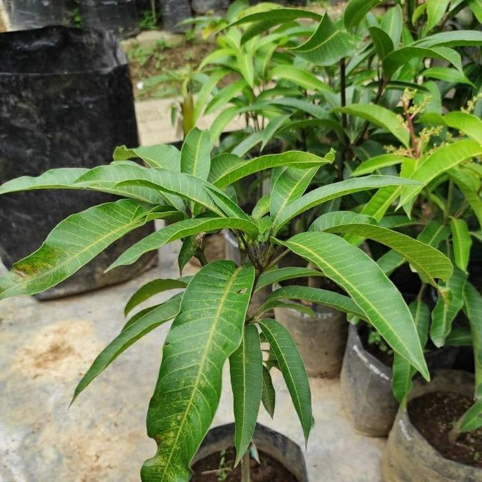 BIBIT TANAMAN MANGGA MIYAZAKI ORIGINAL