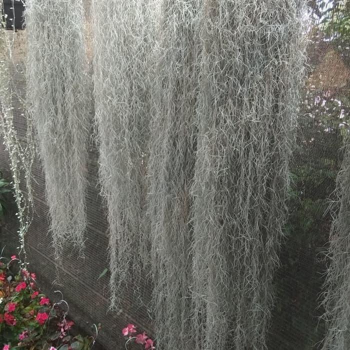 TANAMAN JENGGOT MUSA