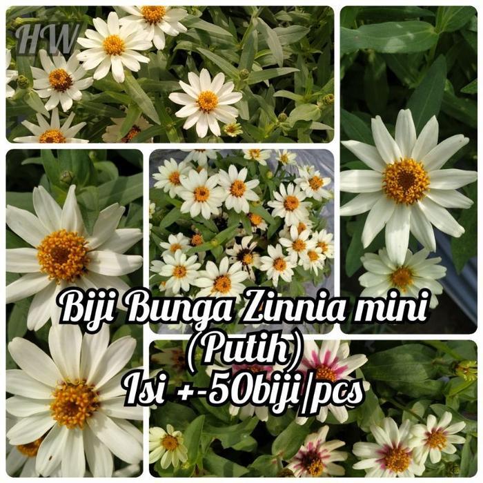 Zico Stored Biji Zinnia Mini Putih