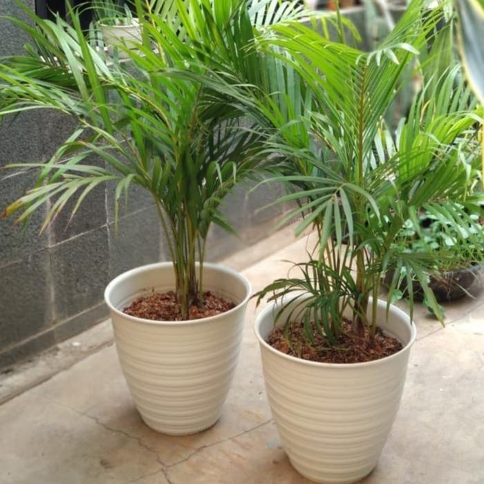 pot tawon pirus 30 cm/pot tawon putih/ pot plastik