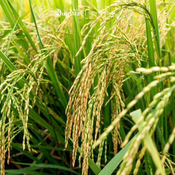 Promo Nutrimax Organic Plant Booster Padi 500 Ml - Pupuk Organik Cair Padi - Mempercepat Pertumbuhan