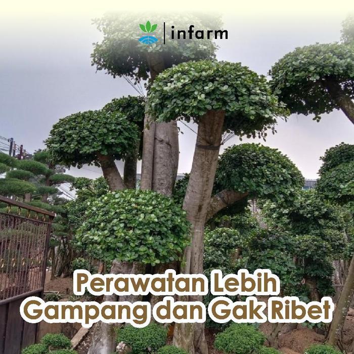 [] INFARM - Pupuk AB Mix Hidroponik Pohon Pupuk Konvensional Tanah Nutrisi Ab Mix Hidroponik Pohon