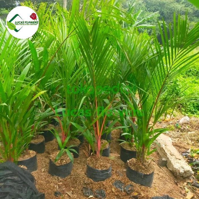 Stok Baru tanaman hias palem merah - palem merah tinggi 1 meter