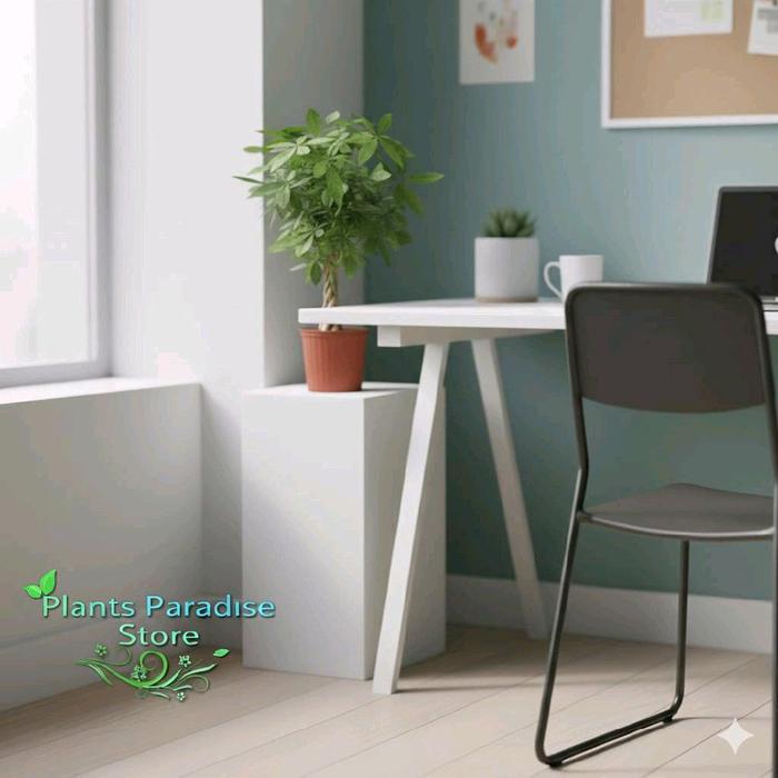 Tanaman hias Pachira kepang 9 - pachira money tree - hiasan meja ruangan pachira aquatic money tree