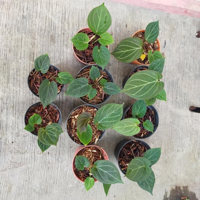 Premium Bibit Tanaman Kuping Gajah Anthurium King Of Spadesh/H'U / Daun Tebal Original