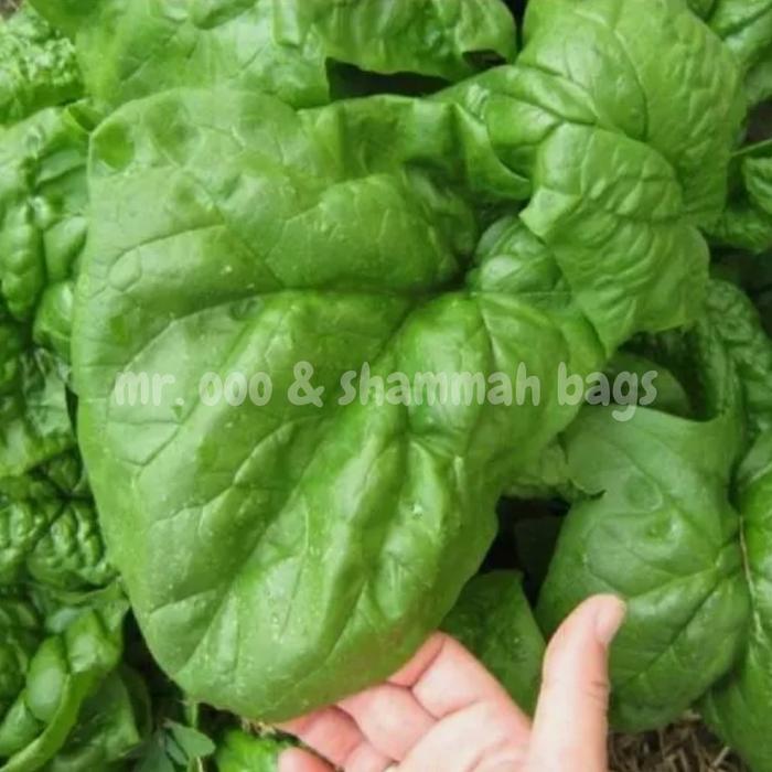 Benih Sayuran - Spinach Giant Nobel - 50 benih - Import