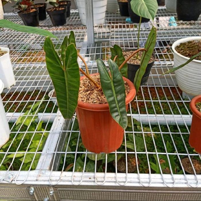 Najwa Gadget Philodendron Kabel Busi Ori / Philodendron Billietiae Original