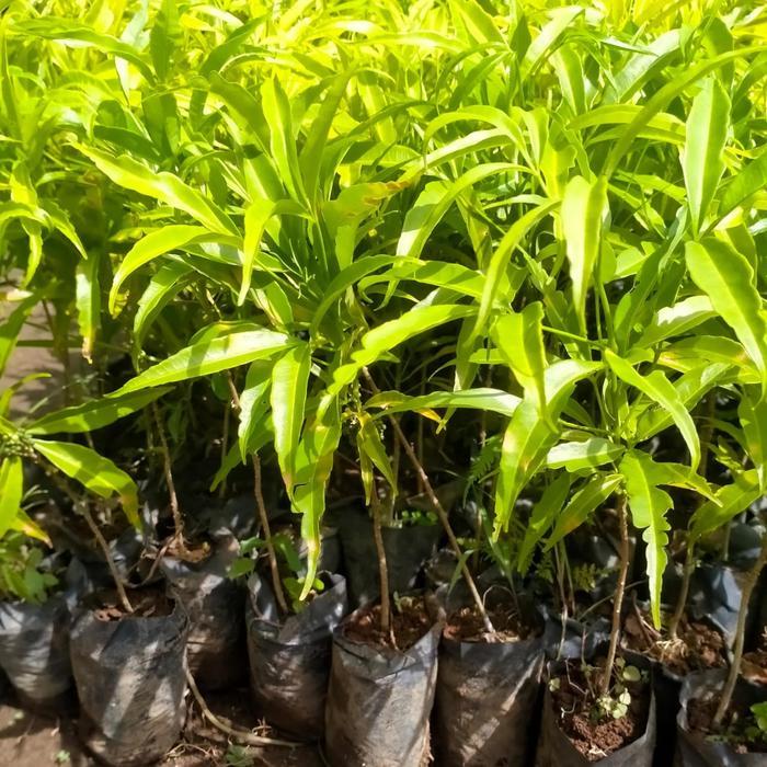 Serasiinspace Bibit Tanaman Cendana Putih - Bibit Kayu Cendana - Cendana Ntt Wangi