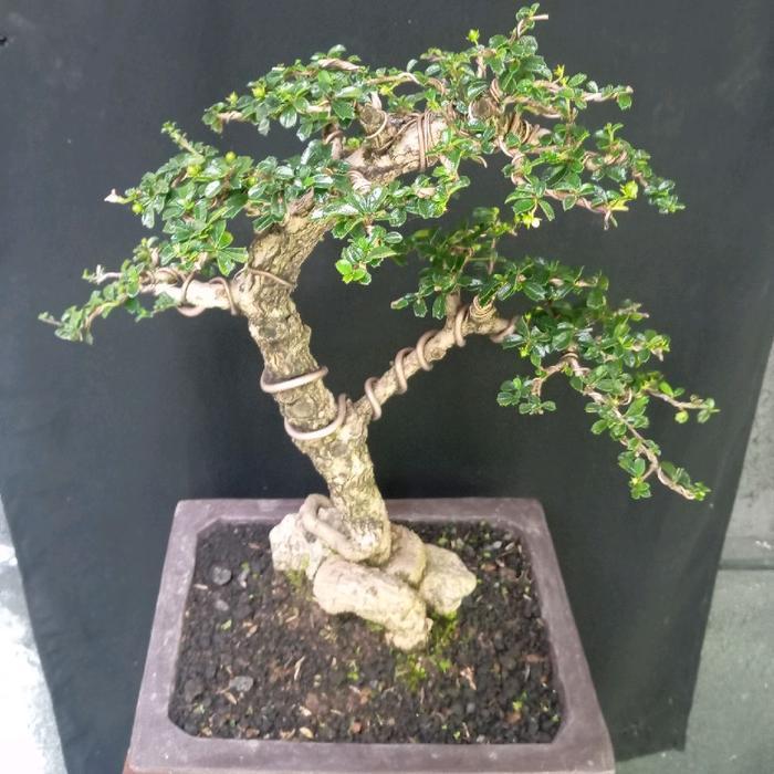 bonsai hokiantea micro imut