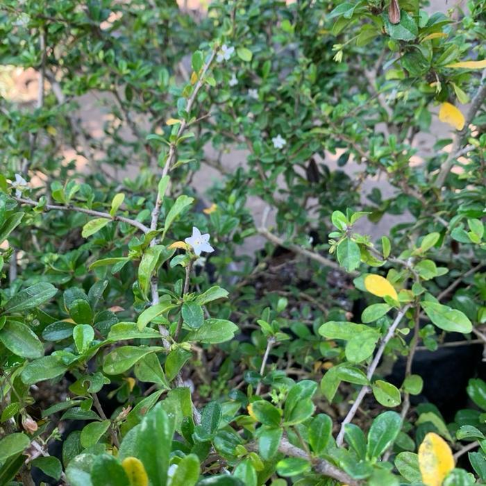 Bahan bonsai hokianti besar