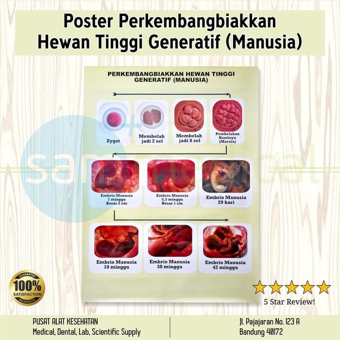 Poster Gambar Perkembangbiakkan Hewan Tinggi Generatif (Manusia)