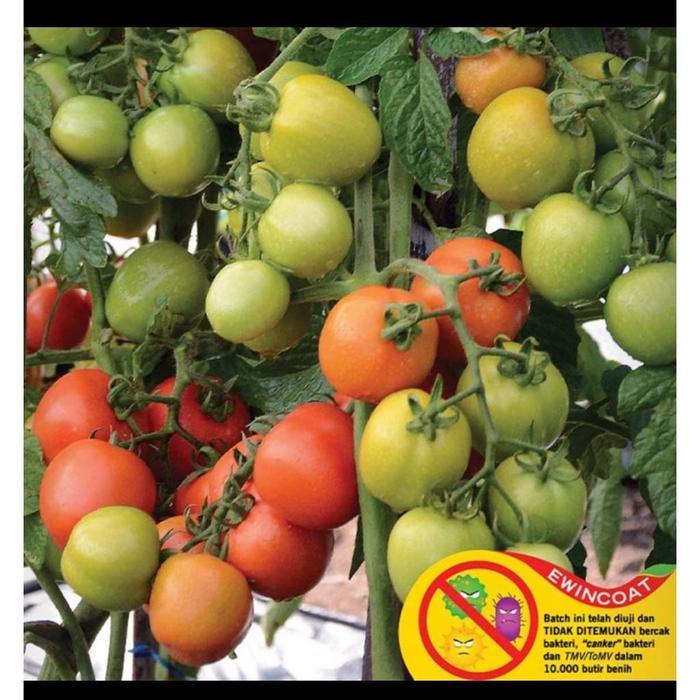 BENIH PANAH MERAH - TOMAT SERVO F1
