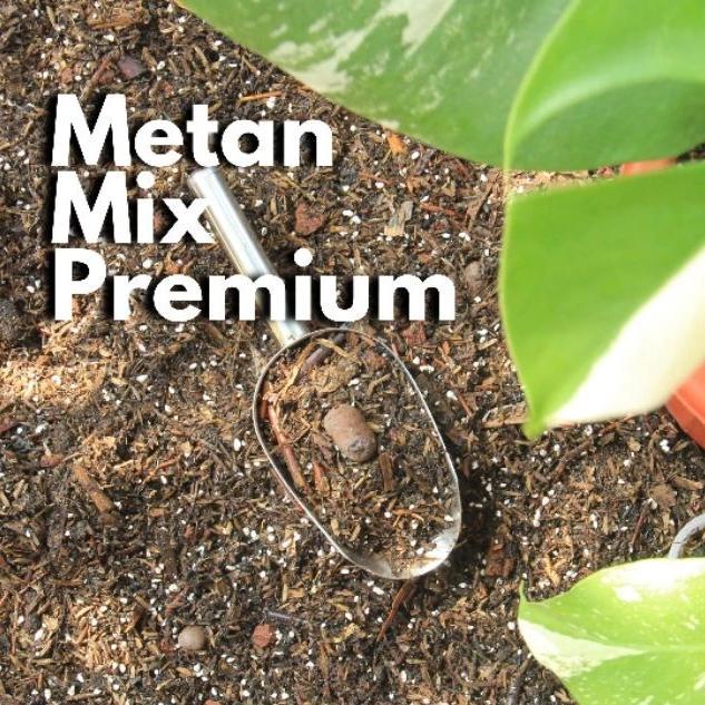 Media Tanam Tanaman Premium Sultan Aroid Monstera Variegata, Aglonema